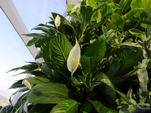 В Квебеке построена самая высокая вертикальная &laquo;живая&raquo; стена