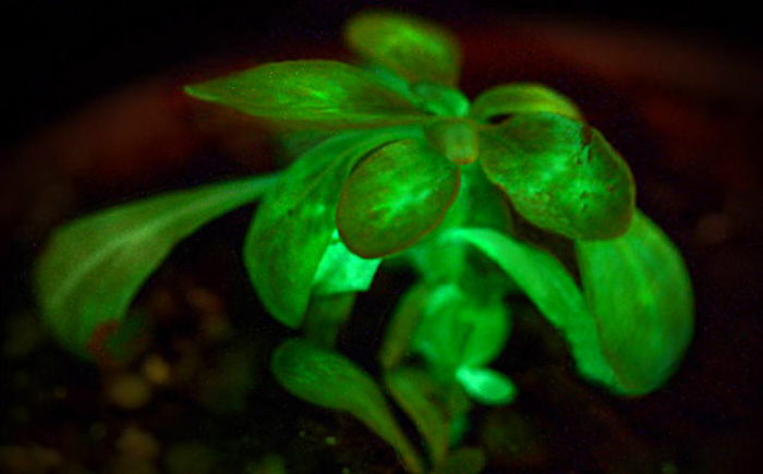 Биологическое свечение