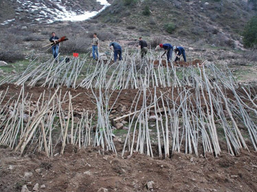 В Узбекистане возрождают чимганский лес