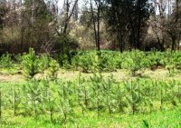 КАКИМ СТАНЕТ САД?