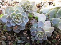 КАКИМ СТАНЕТ САД?