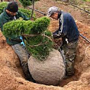 Пересадка деревьев комом