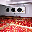 Холодильные камеры для хранения фруктов