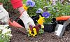 Посадка однолетних цветов