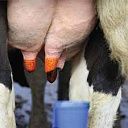 Обработка вымени после доения. Дезинфекция сосков молочных животных путем погружения после доения, йодированный. Dip-io 5000