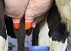 Обработка вымени после доения. Дезинфекция сосков молочных животных путем погружения после доения, йодированный. Dip-io 5000
