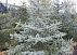 Голубые и зеленые ели из Европы (picea pungeons)