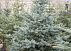 Голубые и зеленые ели из Европы (picea pungeons)