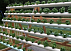 Гидропонные установки для выращивания ягод