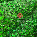 Листовой экозабор 2м сетка с листьями