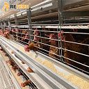 Автоматическое оборудование для выращивания цыплят на птицефабрике, клетки для несушек